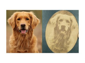Golden Retriever EU-Heimtierausweis Impfpassausweis Hülle aus Filz mit Laser Gravur in Leder in schwarz